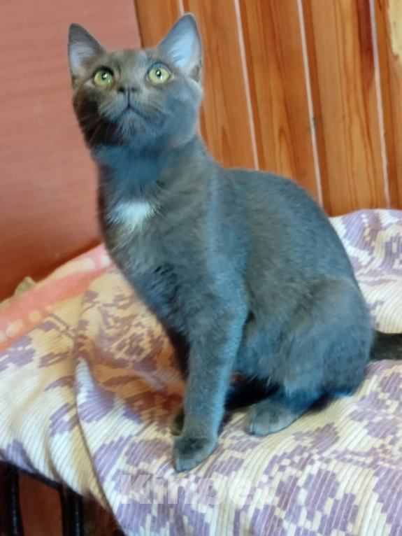 Кошки в Воронеже: Кот Серёжка в добрые руки Мальчик, Бесплатно - фото 3