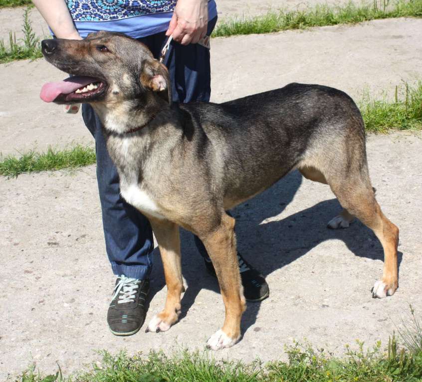 Собаки в Москве: Ласковая, добрая, жизнерадостная, умненькая собака Стеша ищет дом и семью  Девочка, Бесплатно - фото 7