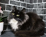 Кошки в Москве: Маркиза-шикарная кошечка ищет семью Девочка, Бесплатно - фото 2