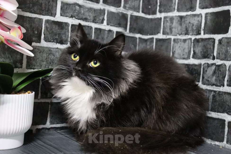 Кошки в Москве: Маркиза-шикарная кошечка ищет семью Девочка, Бесплатно - фото 2