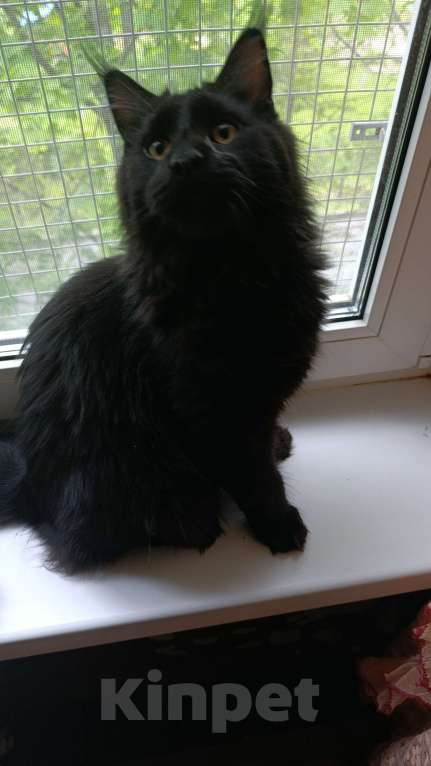 Кошки в Санкт-Петербурге: Породистый котик Мейн-кун Мальчик, 30 000 руб. - фото 1