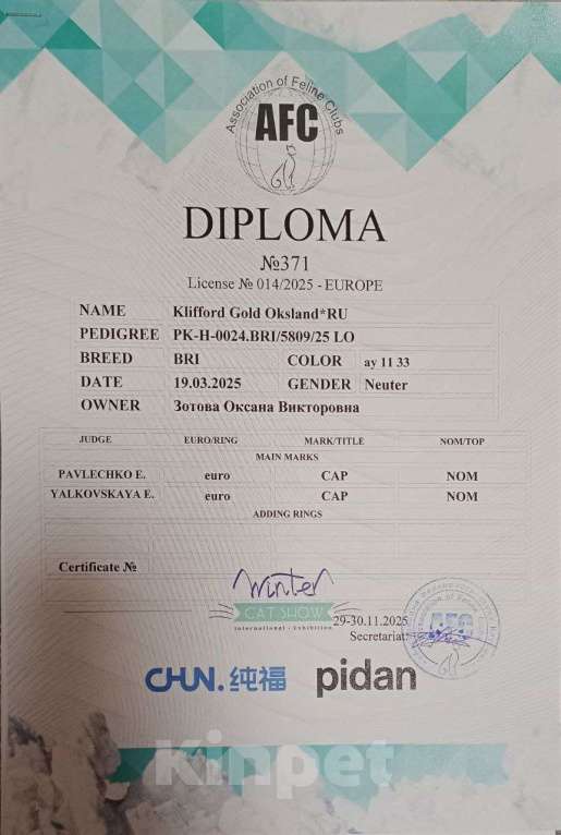 Кошки в Москве: Мега ласковый мальчик  Мальчик, 40 000 руб. - фото 3