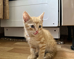 Кошки в Улане-Удэ: Котенок  в добрые руки к лотку приучен Мальчик, Бесплатно - фото 1