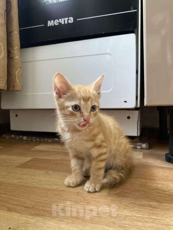 Кошки в Улане-Удэ: Котенок  в добрые руки к лотку приучен Мальчик, Бесплатно - фото 1