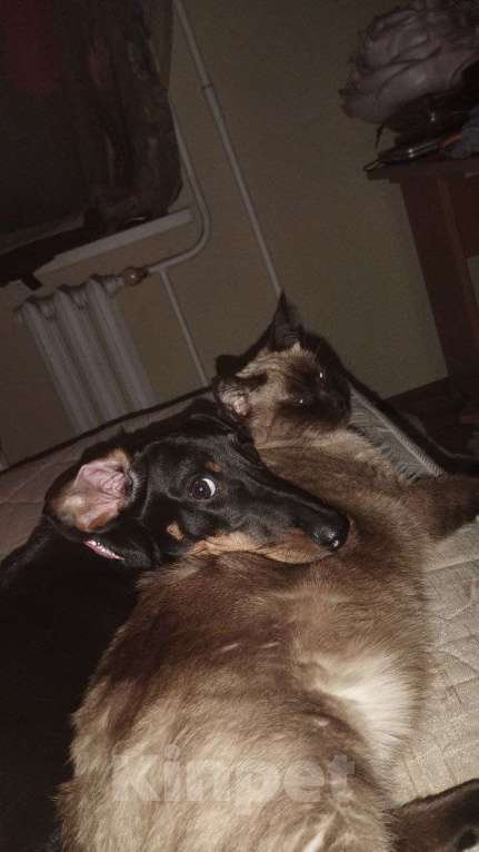 Собаки в Ростове-на-Дону: Активный такса Форсаж Мальчик, Бесплатно - фото 3