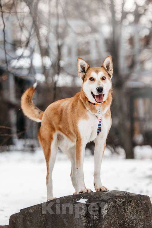 Собаки в Москве: Грациозный Вальс ищет дом Мальчик, Бесплатно - фото 3