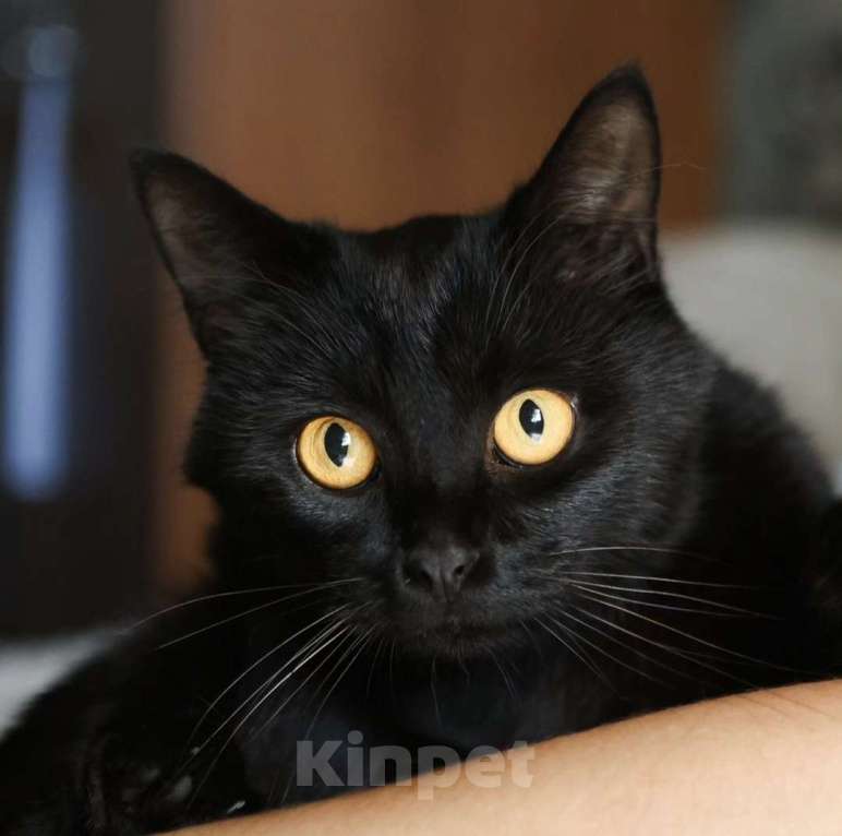 Кошки в Москве: Черный котик живет взаперти в комнате без окон Мальчик, Бесплатно - фото 5