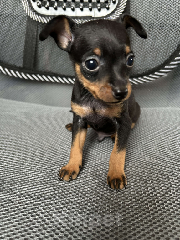 Собаки в Подольске: Пражский крысарик мальчик Мальчик, Бесплатно - фото 1