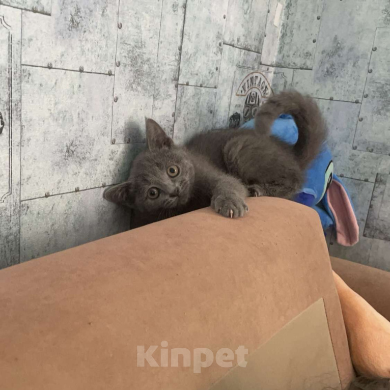 Кошки в Саратове: Отдам кошечку в добрые руки  Девочка, Бесплатно - фото 1