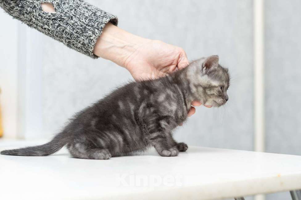 Кошки в Москве: Котята-метисы ищут дом! Девочка, Бесплатно - фото 3