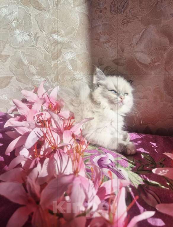 Кошки в Москве: Очаровательно-нежная малыша Рэгдолл Девочка, 65 000 руб. - фото 4