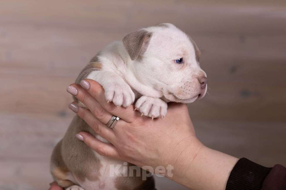 Собаки в Королеве: Американский булли стандарт Девочка, 300 000 руб. - фото 10