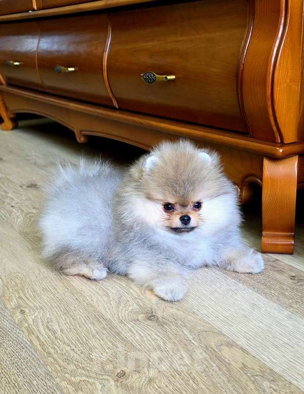 Собаки в Москве: Мальчик мини медвежонок Мальчик, 80 000 руб. - фото 2