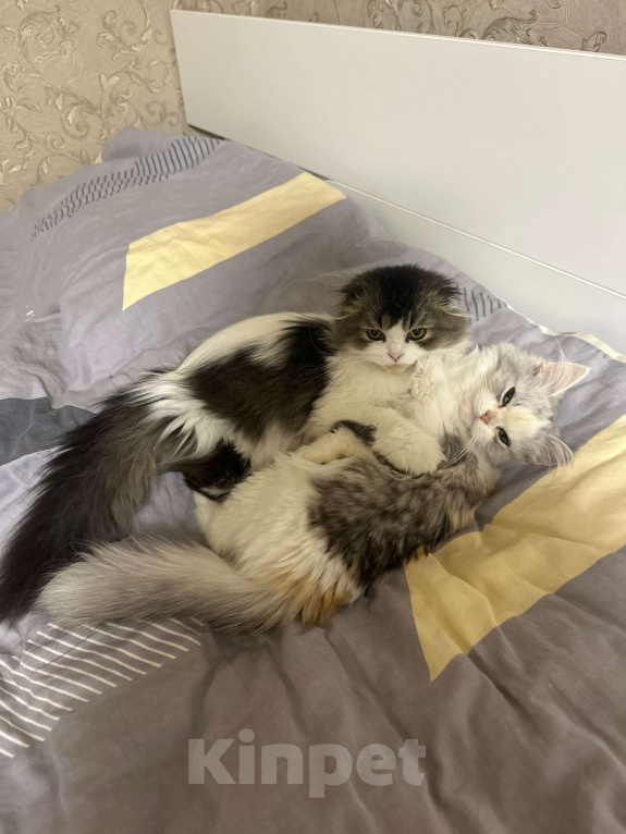 Кошки в Новосибирске: Шотландские котята  Мальчик, 50 000 руб. - фото 8