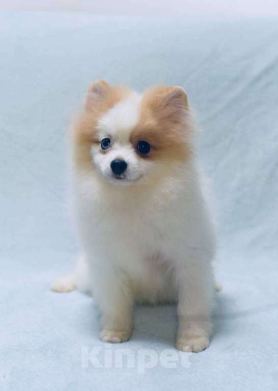 Собаки в Москве: Девочка померанского шпица бело-кремово мраморного окраса Девочка, 50 000 руб. - фото 6