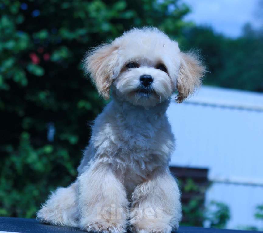 Собаки в Москве: мальтипу Ф1 щенки Мальчик, 70 000 руб. - фото 5