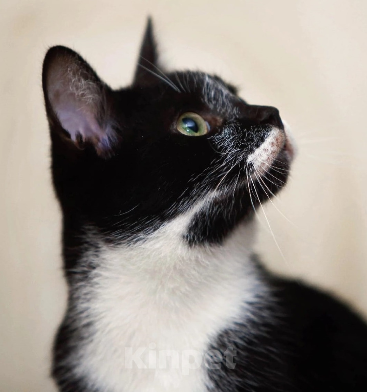 Кошки в Обнинске: Котенок Пашка ищет место в сердечке Мальчик, Бесплатно - фото 2