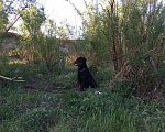 Собаки в Чите: Ротвейлер, Бесплатно - фото 2