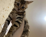 Кошки в Москве: Бенгальский кот Мальчик, 12 000 руб. - фото 2