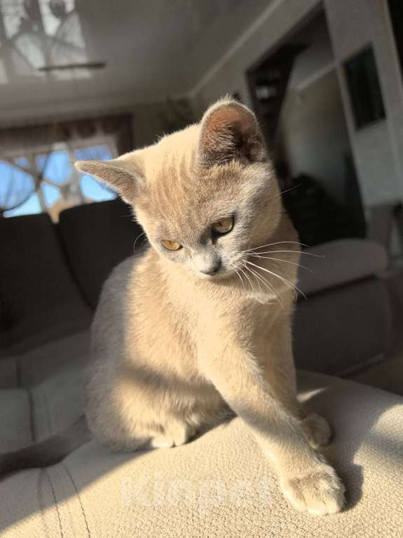 Кошки в Брянске: Котята европейской бурмы Девочка, 38 000 руб. - фото 2