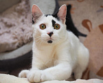 Кошки в Москве: Котенок Ленном ищет дом Мальчик, Бесплатно - фото 3
