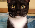 Кошки в Москве: Котёнок ищет дом Мальчик, Бесплатно - фото 1