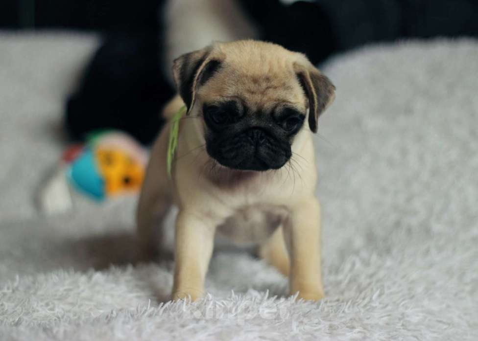 Собаки в Новосибирске: Девочка Мопс Девочка, 30 000 руб. - фото 2