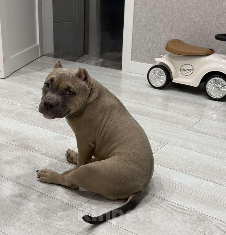 Собаки в Новосибирске: Щенок Американский булли Девочка, 65 000 руб. - фото 4