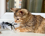 Кошки в Москве: Кругленькая полосаточка котенок Плюша в добрые руки Девочка, Бесплатно - фото 5