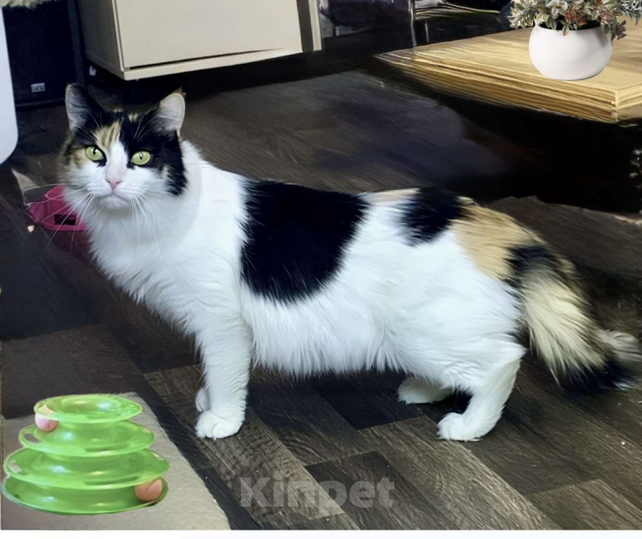 Кошки в Санкт-Петербурге: Кошечка Кими ищет дом! Девочка, Бесплатно - фото 1