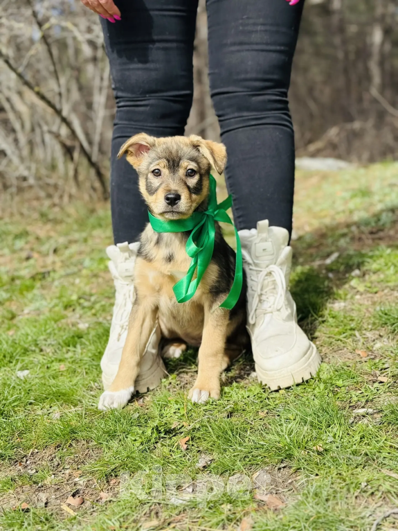 Собаки в других городах Краснодарского края: заберите меня домой Девочка, 10 руб. - фото 1