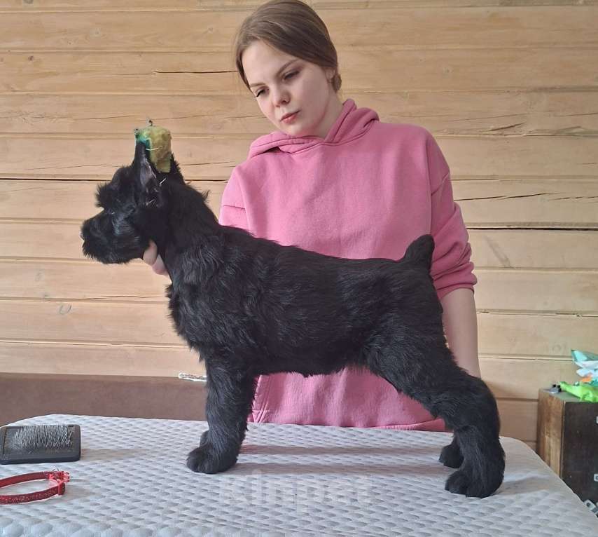 Собаки в других городах Башкортостана: Ризеншнауцер Девочка, Бесплатно - фото 1