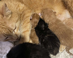Кошки в Москве: Котята малыши Девочка, Бесплатно - фото 1