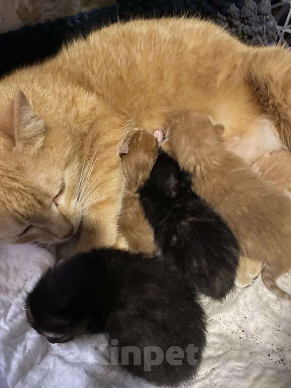 Кошки в Москве: Котята малыши Девочка, Бесплатно - фото 1