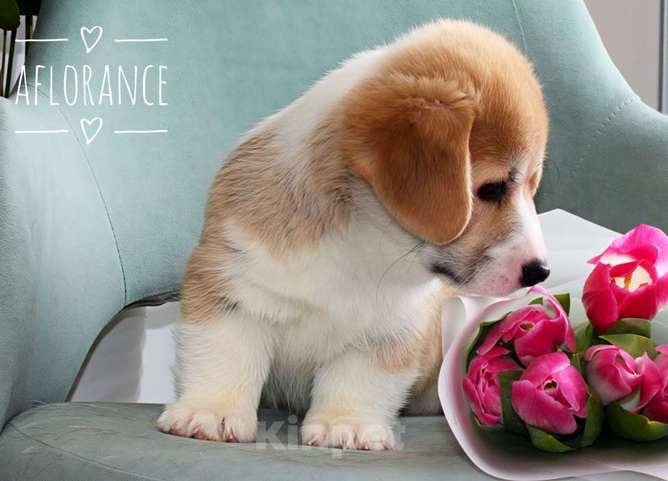 Собаки в Санкт-Петербурге: Щенок вельш -корги пемброк Мальчик, 80 000 руб. - фото 4