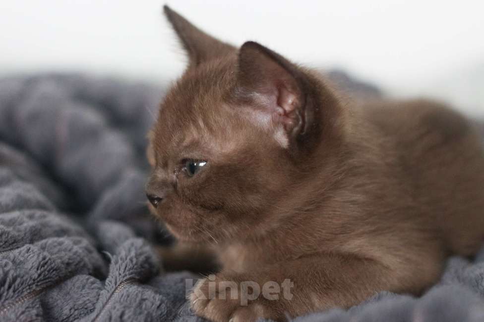 Кошки в Нижнем Новгороде: Котёнок европейской бурмы, мальчик, соболиный окрас Мальчик, 48 000 руб. - фото 4