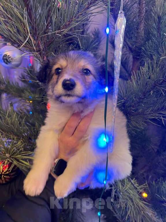 Собаки в Москве: Чудесная малышка Снежа ищет дом. В добрые руки. Девочка, Бесплатно - фото 5