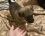 Собаки в Нижнем Новгороде: Пухляш  Мальчик, Бесплатно - фото 2