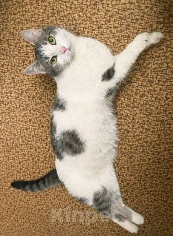 Кошки в Москве: Молодой зеленоглазый  кот Федя в добрые руки! Мальчик, Бесплатно - фото 4