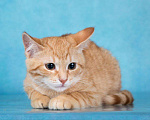 Кошки в Москве: Очаровательные рыжие котята ищут дом и добрых хозяев Мальчик, Бесплатно - фото 2