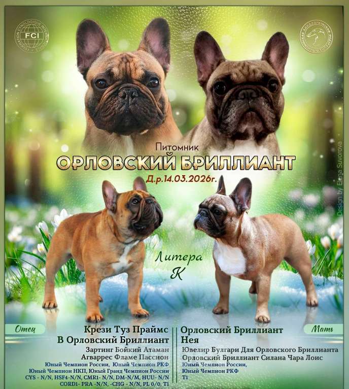 Собаки в Москве: Карамелька Девочка, 60 000 руб. - фото 4