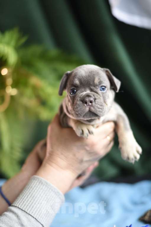 Собаки в Москве: щенки французского бульдога Девочка, 80 000 руб. - фото 5