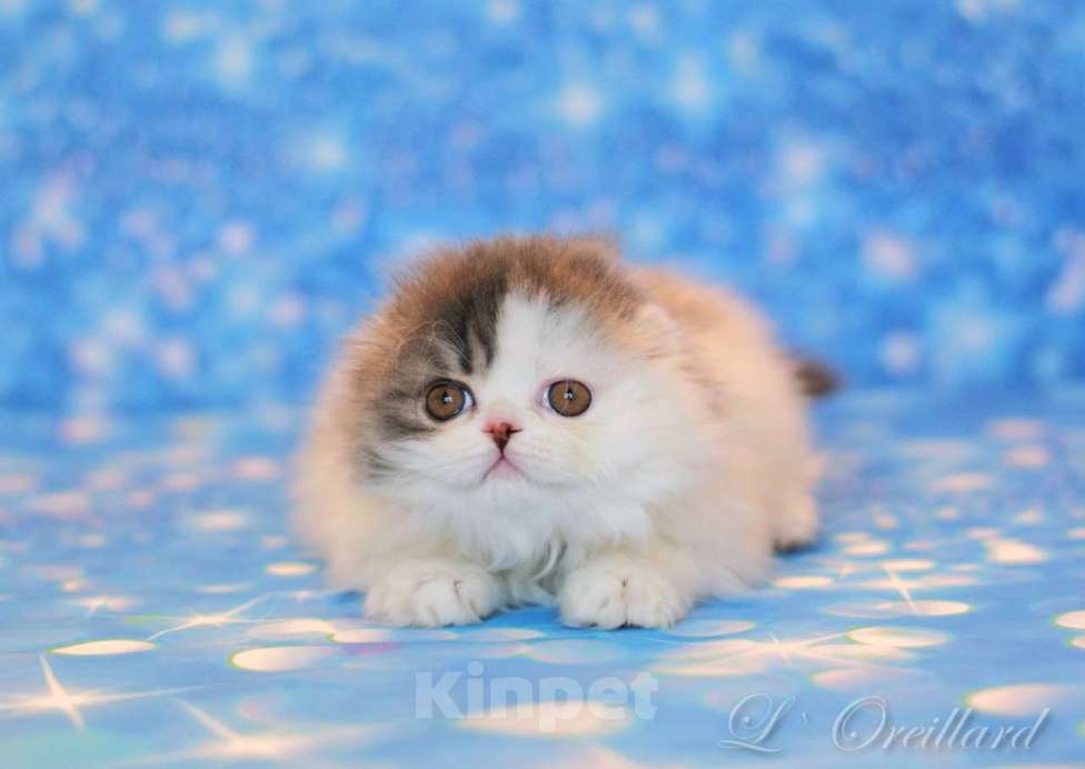 Кошки в Ярославле: Шотландская вислоухая длинношерстная девочка Девочка, 50 000 руб. - фото 4