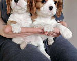 Собаки в Москве: Кавалер кинг Чарльз спаниель 2 мес щенки. Мальчик, 80 000 руб. - фото 4
