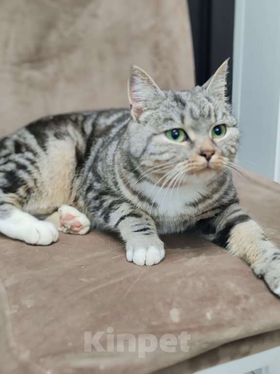 Кошки в Лобне: Кошечка со сложной судьбой в добрые руки  Девочка, Бесплатно - фото 9