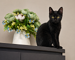 Кошки в Химках: Котенок Агата в добрые руки Девочка, Бесплатно - фото 3
