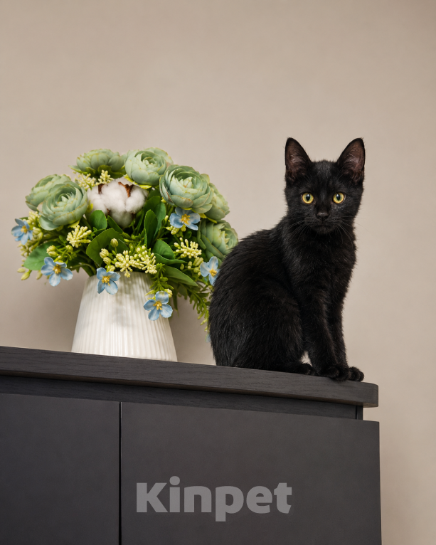 Кошки в Химках: Котенок Агата в добрые руки Девочка, Бесплатно - фото 3