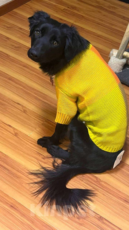 Собаки в Москве: А какой взгляд! Девочка, Бесплатно - фото 4