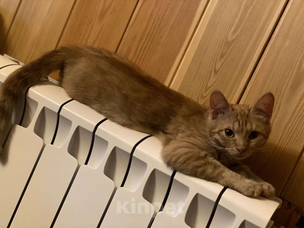 Кошки в других городах Московской области: Пропала рыжая кошечка Девочка, 5 000 руб. - фото 2