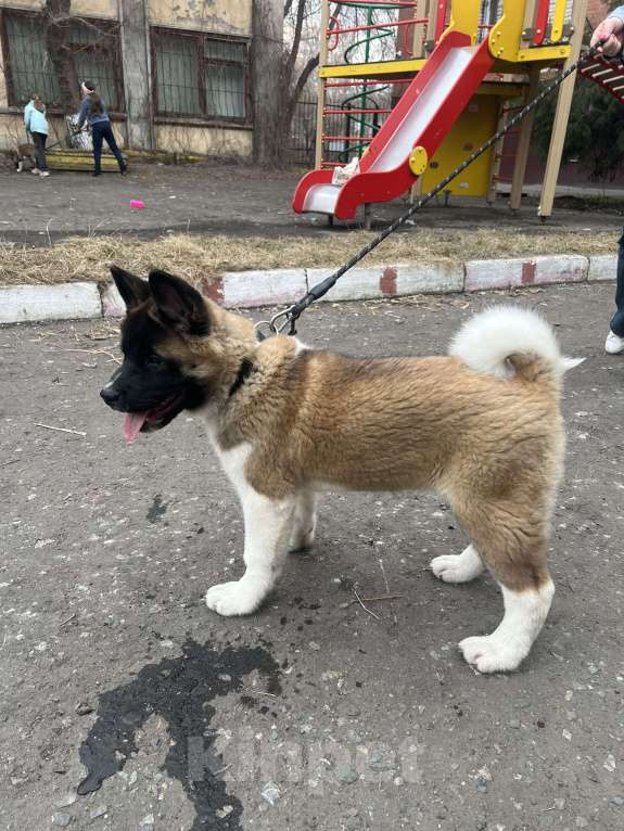 Собаки в Омске: Щенок Американской Акиты Девочка, 50 000 руб. - фото 6